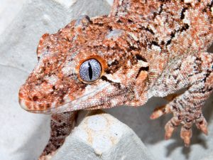 Gargoyle Gecko