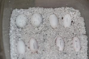 Gargoyle Gecko Egg