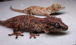 Gargoyle Gecko Images