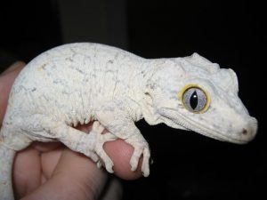 Gargoyle Gecko Morphs