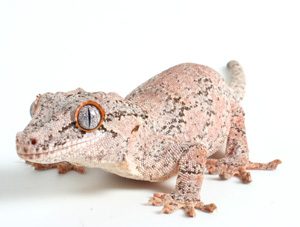 Gargoyle Gecko Photos