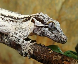 Gargoyle Gecko Pictures