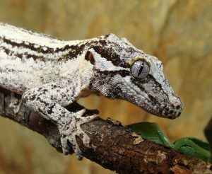 Gargoyle Gecko Pictures