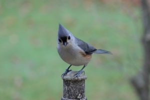 Picture of Tufted Titmouse