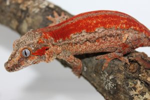 Red Gargoyle Gecko