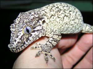 Reticulated Gargoyle Gecko