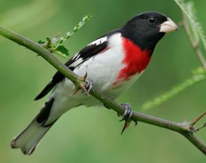 Rose Breasted Grosbeak