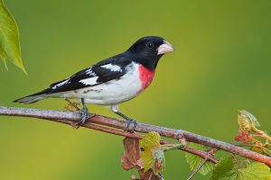 Rose Breasted Grosbeak Bird