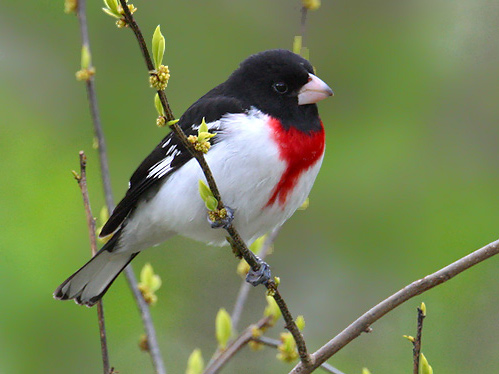 Rose Breasted Grosbeak Facts, Habitat, Diet, Life Cycle, Baby, Pictures