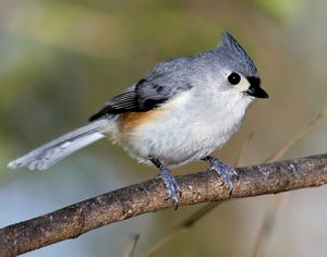 Tufted Titmouse Bird