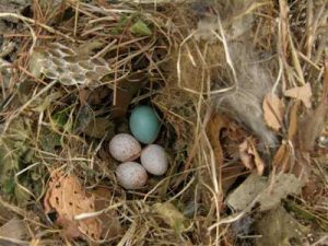 Tufted Titmouse Eggs