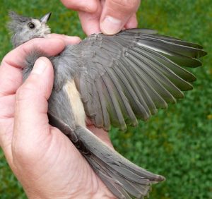 Tufted Titmouse Feathers