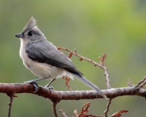 Tufted Titmouse Female