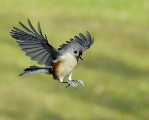 Tufted Titmouse Flying