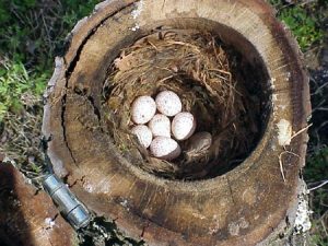 Tufted Titmouse Nest