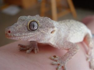 White Gargoyle Gecko