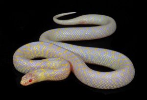 Albino Speckled King Snake