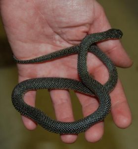 Baby Speckled King Snake