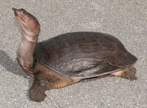 Florida Softshell Turtle