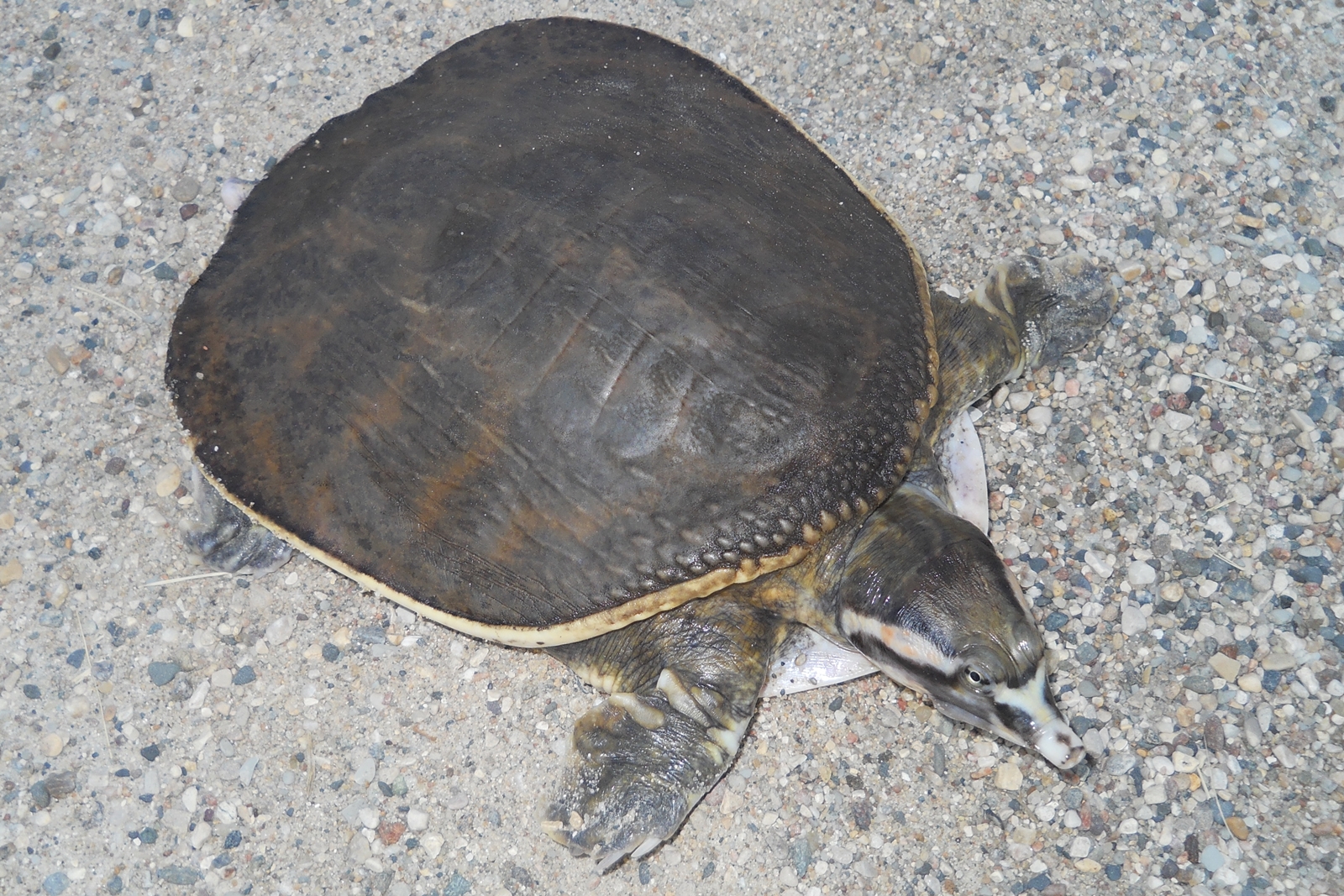 Baby Soft Shell Turtle