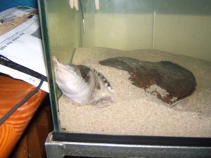 Florida Softshell Turtle Tank