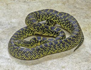 Speckled King Snake