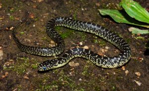 Speckled King Snake Juvenile