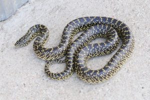 Speckled King Snake Poisonous