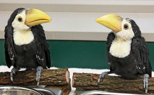 Toco Toucan Babies