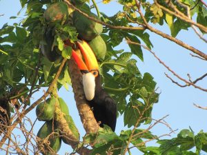 Toco Toucan Eating