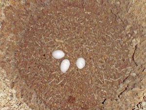 Toco Toucan Eggs