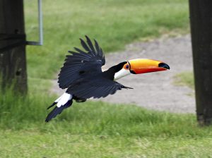 Toco Toucan Flying