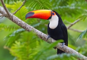 Toco Toucan Images