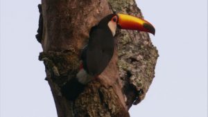 Toco Toucan Nest