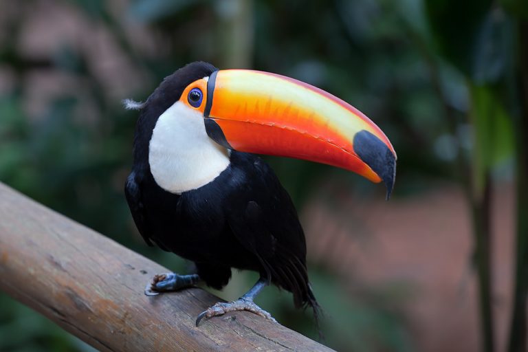 Toco Toucan Facts, Habitat, Diet, Life Cycle, Baby, Pictures