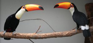 Toco Toucans