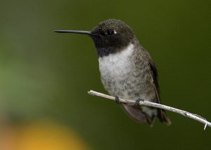 Black Chin Hummingbird