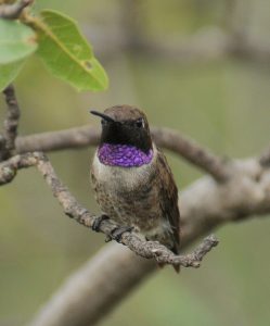 Black Chinned Hummingbird