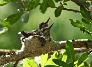 Black Chinned Hummingbird Chicks