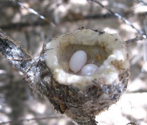 Black Chinned Hummingbird Eggs