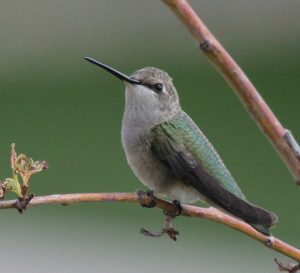 Black Chinned Hummingbird Female