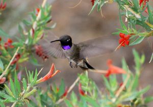 Black Chinned Hummingbird Images