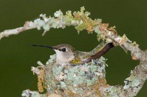 Black Chinned Hummingbird Nest