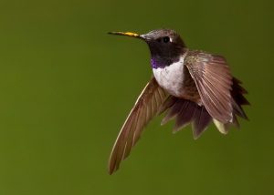 Black Chinned Hummingbird Pictures