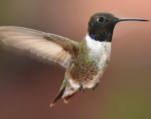 Black Chinned Hummingbirds