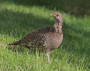 Female Ruffed Grouse