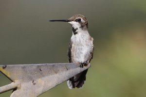 Immature Black Chinned Hummingbird