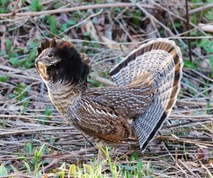 Male Ruffed Grouse