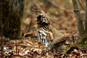 Pictures of Ruffed Grouse