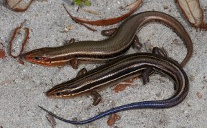 Pictures of Southeastern Five Lined Skink